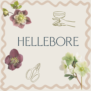 Bloom Buds Session - February